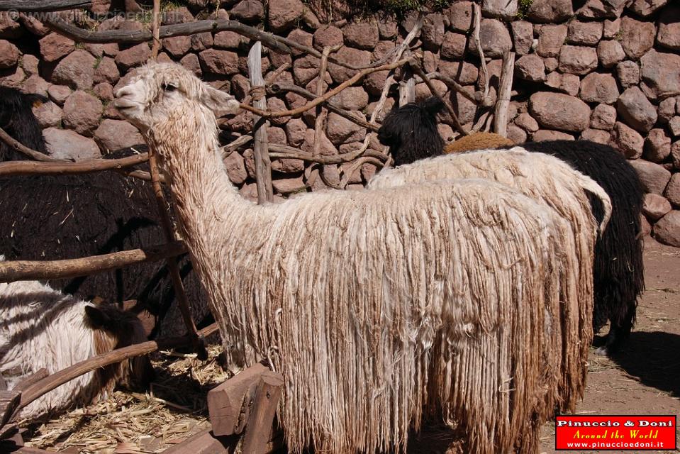 PERU - Alpaca - 1.jpg